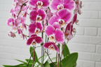 Glorious Gratitude Orchid - Garrett Florist