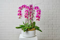 Glorious Gratitude Orchid - Garrett Florist