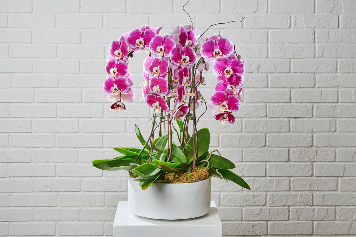 Glorious Gratitude Orchid - Garrett Florist